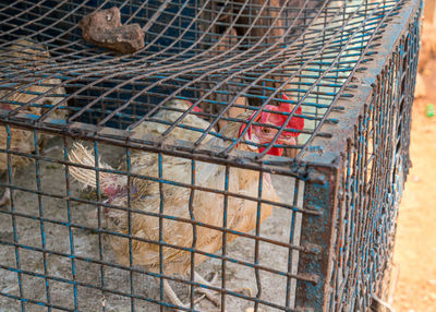 Portrait of a monkey in cage