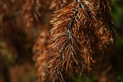 Pine needle and cones that have dried and died in close-up