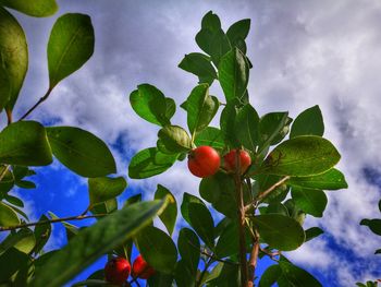 Low angle view of berries growing on tree against sky