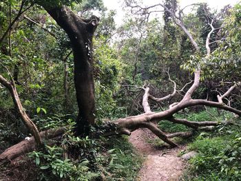 View of a tree trunk