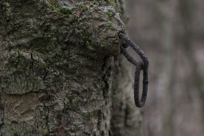 Close-up of lizard on tree trunk