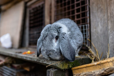 A close-up shot of a breeding rabbit standing in front of a wooden cage.