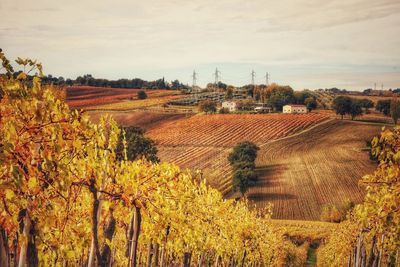 Scenic view of vineyard against sky