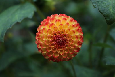 Close-up of red flower against blurred background