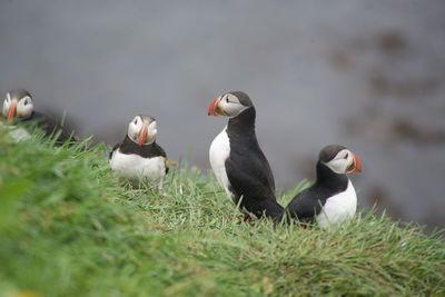 View of birds on field