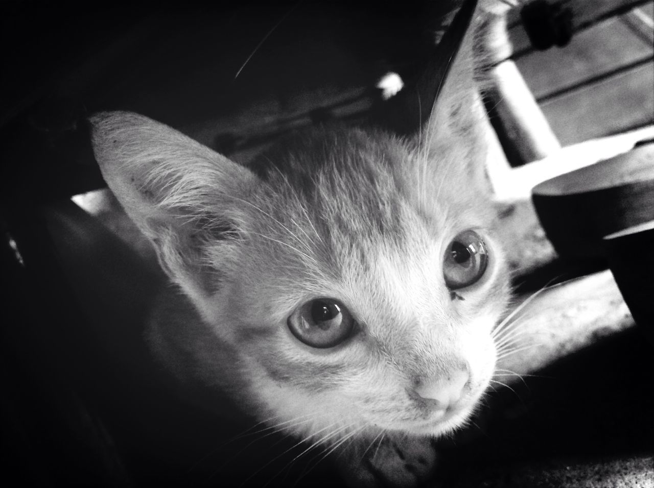 indoors, one animal, animal themes, domestic animals, pets, close-up, mammal, domestic cat, cat, animal head, high angle view, portrait, looking at camera, no people, whisker, home interior, feline, black background, animal body part, night