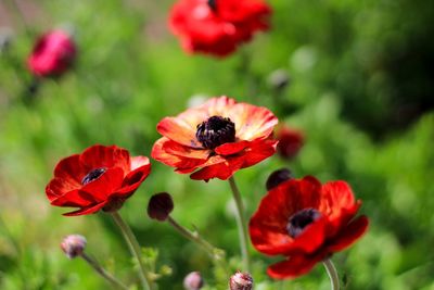Close-up of red poppy flowers