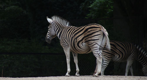 Zebra standing in a horse