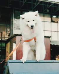 White dog looking away