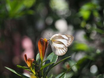 Close-up of butterfly perching on flower