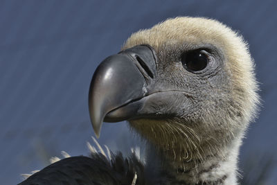 Close-up of a bird