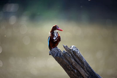 White throated kingfisher on a perch