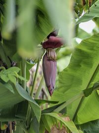 Close-up of fresh green leaves on flowering plant