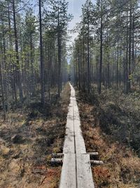 Footpath amidst trees in forest