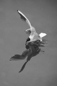Seagull flying over water