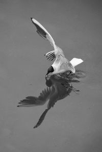 Seagull flying over water