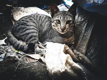 Close-up portrait of cat sitting