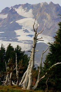 Bare trees on mountain