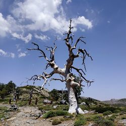 Dead tree on rock against sky