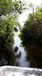 Reflection of trees in water