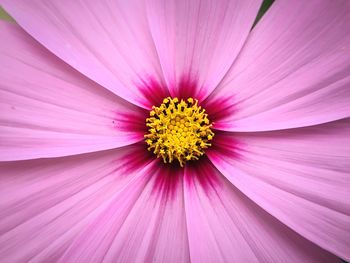 Close-up of pink flower