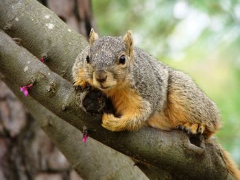 Close-up of squirrel on wood