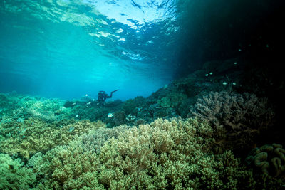 Man swimming in sea