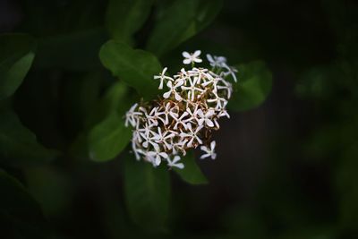 Close-up of white flowering plant