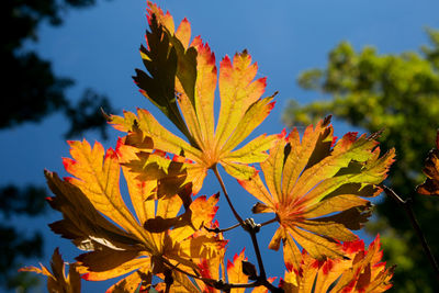 Close-up of yellow maple leaf on tree during autumn