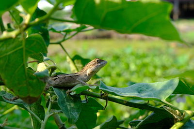 Close-up of bird perching on leaf