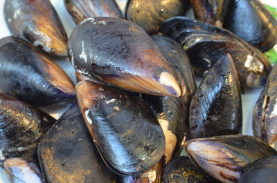 Close-up of mussel for sale in market