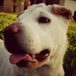 Close-up portrait of dog