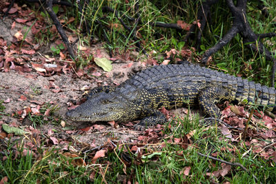 View of a reptile relaxing on grass