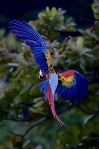 Close-up of a bird flying