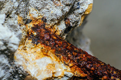 Close-up of moss on rock