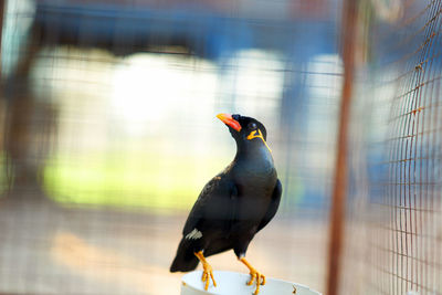 Close-up of bird perching on a fence