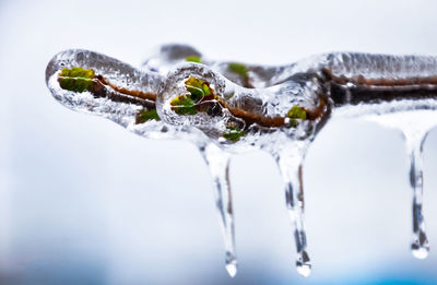 Close-up of snow on water