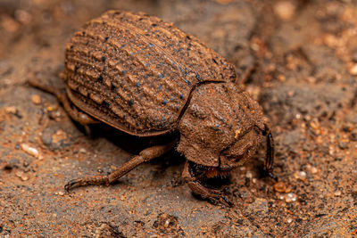 Close-up of insect