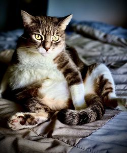 Close-up portrait of a cat resting on bed