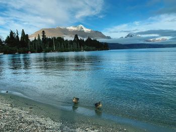 View of ducks swimming in lake against sky