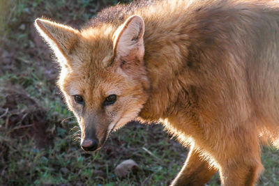 Close-up portrait of lion