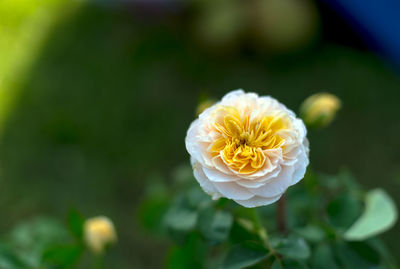 Close-up of white flowering plant