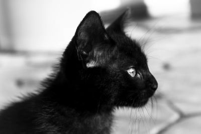 Close-up of black cat looking away