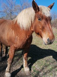 Horse standing in the ground