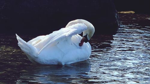 Swan swimming in lake