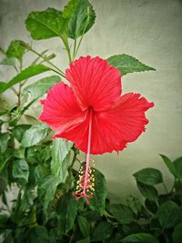 Close-up of red hibiscus blooming outdoors