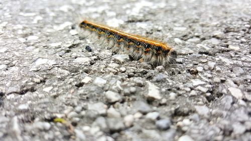 Close-up of insect on wall