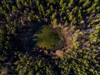 Full frame shot of tree trunk