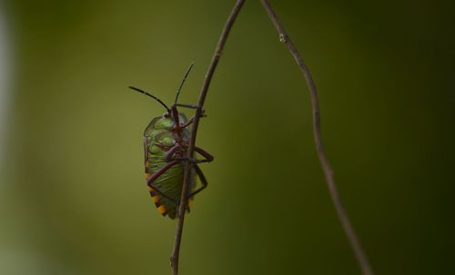 Close-up of insect on plant