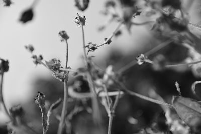 Close-up of flowering plants